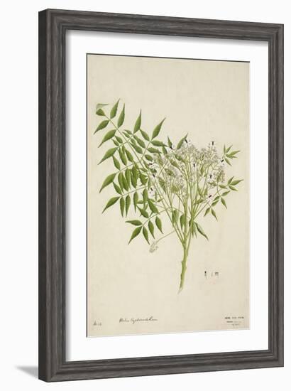 Melia Azedarach Linn, 1800-10-null-Framed Giclee Print