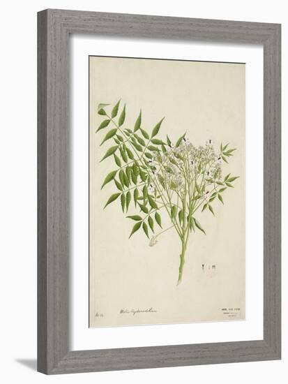 Melia Azedarach Linn, 1800-10-null-Framed Giclee Print