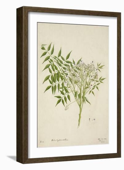 Melia Azedarach Linn, 1800-10-null-Framed Giclee Print
