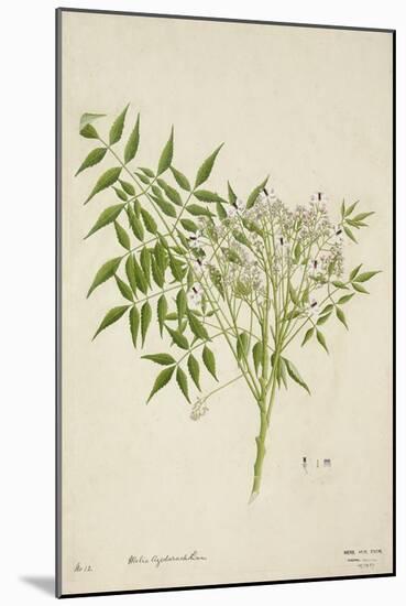 Melia Azedarach Linn, 1800-10-null-Mounted Giclee Print