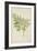 Melia Azedarach Linn, 1800-10-null-Framed Giclee Print