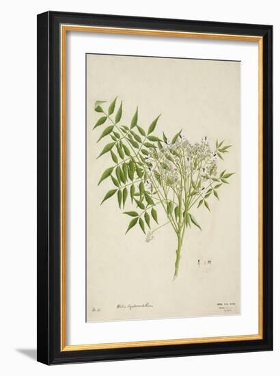 Melia Azedarach Linn, 1800-10-null-Framed Giclee Print