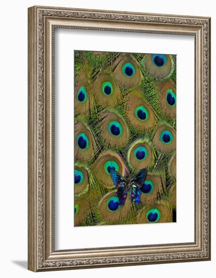 Meliboeus Swordtail Butterfly on Peacock Tail Feather Design-Darrell Gulin-Framed Photographic Print