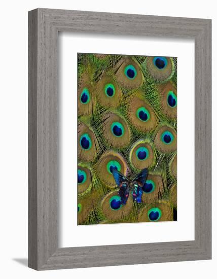 Meliboeus Swordtail Butterfly on Peacock Tail Feather Design-Darrell Gulin-Framed Photographic Print