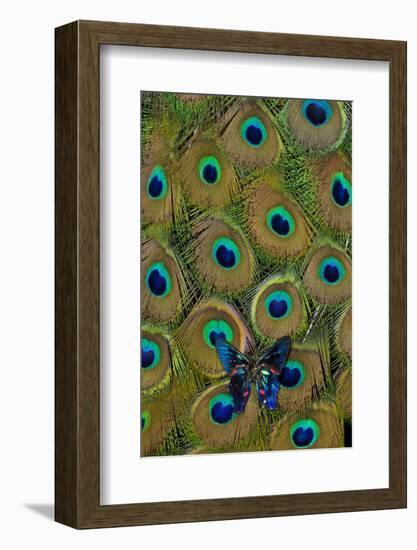 Meliboeus Swordtail Butterfly on Peacock Tail Feather Design-Darrell Gulin-Framed Photographic Print