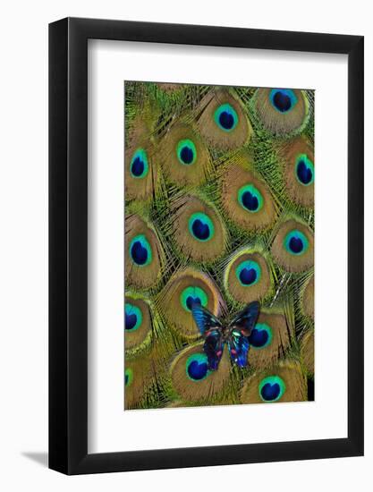 Meliboeus Swordtail Butterfly on Peacock Tail Feather Design-Darrell Gulin-Framed Photographic Print