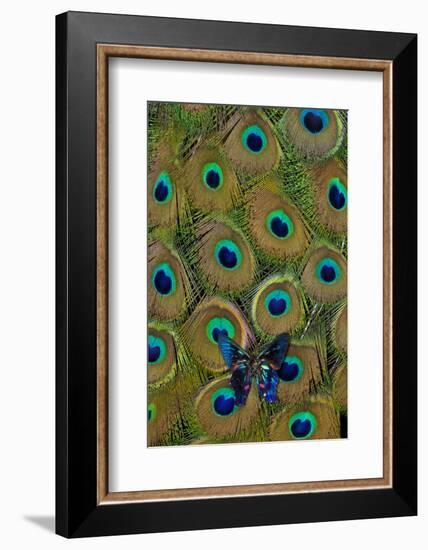 Meliboeus Swordtail Butterfly on Peacock Tail Feather Design-Darrell Gulin-Framed Photographic Print