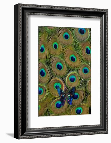 Meliboeus Swordtail Butterfly on Peacock Tail Feather Design-Darrell Gulin-Framed Photographic Print
