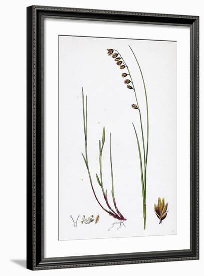 Melica Nutans Nodding Melic-Grass-null-Framed Giclee Print