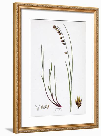 Melica Nutans Nodding Melic-Grass-null-Framed Giclee Print
