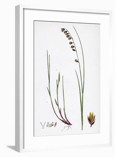 Melica Nutans Nodding Melic-Grass-null-Framed Giclee Print