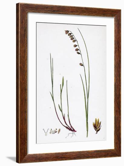 Melica Nutans Nodding Melic-Grass-null-Framed Giclee Print