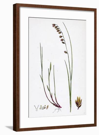 Melica Nutans Nodding Melic-Grass-null-Framed Giclee Print