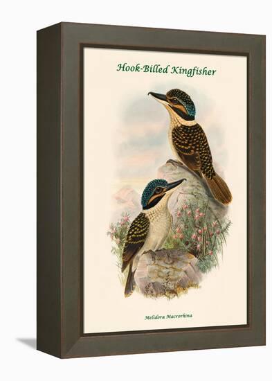 Melidora Macrorhina - Hook-Billed Kingfisher-John Gould-Framed Stretched Canvas