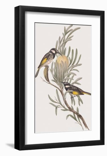 Meliphaga Mystacalis-John Gould-Framed Giclee Print