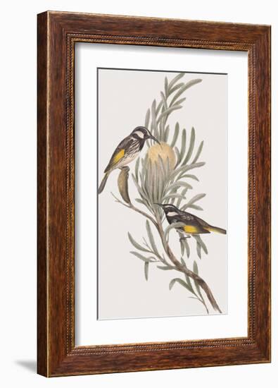 Meliphaga Mystacalis-John Gould-Framed Giclee Print