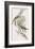 Meliphaga Mystacalis-John Gould-Framed Giclee Print