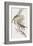 Meliphaga Mystacalis-John Gould-Framed Giclee Print