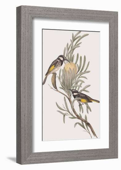 Meliphaga Mystacalis-John Gould-Framed Giclee Print