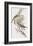 Meliphaga Mystacalis-John Gould-Framed Giclee Print