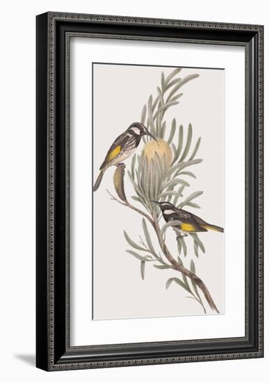 Meliphaga Mystacalis-John Gould-Framed Giclee Print