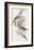 Meliphaga Mystacalis-John Gould-Framed Giclee Print