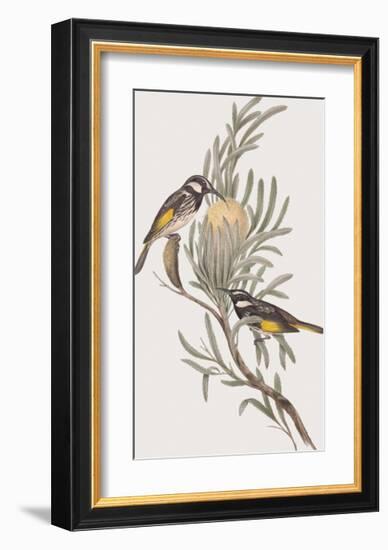 Meliphaga Mystacalis-John Gould-Framed Giclee Print