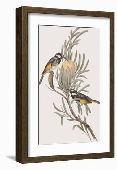 Meliphaga Mystacalis-John Gould-Framed Giclee Print