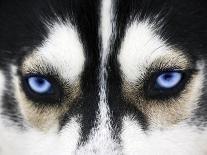 Close Up On Blue Eyes Of Cute Siberian Husky Puppy-melis-Photographic Print