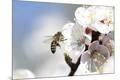 Premium Photographic Print