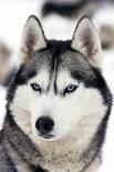 Close Up On Blue Eyes Of Cute Siberian Husky Puppy-melis-Photographic Print