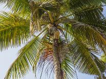 Man cutting palm fronds for thatching in Bali, Indonesia, Southeast Asia, Asia-Melissa Kuhnell-Photographic Print