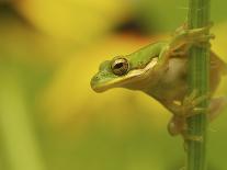 American Tree Frog in a Garden in Fuquay Varina, North Carolina-Melissa Southern-Photographic Print