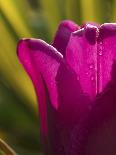 Tulip at Sarah P. Duke Gardens in Durham, North Carolina-Melissa Southern-Photographic Print