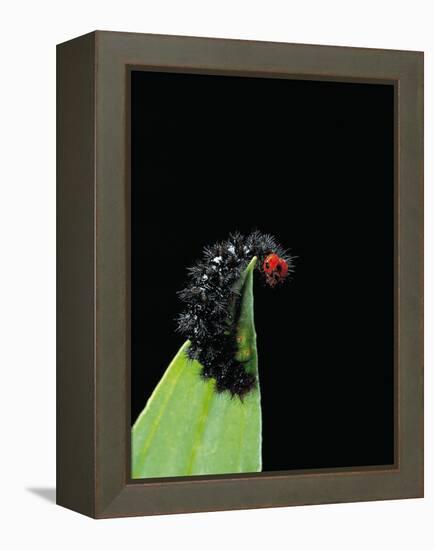 Melitaea Cinxia (Glanville Fritillary) - Black Spiny Caterpillar-Paul Starosta-Framed Premier Image Canvas