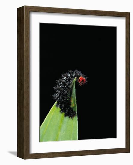 Melitaea Cinxia (Glanville Fritillary) - Black Spiny Caterpillar-Paul Starosta-Framed Premium Photographic Print