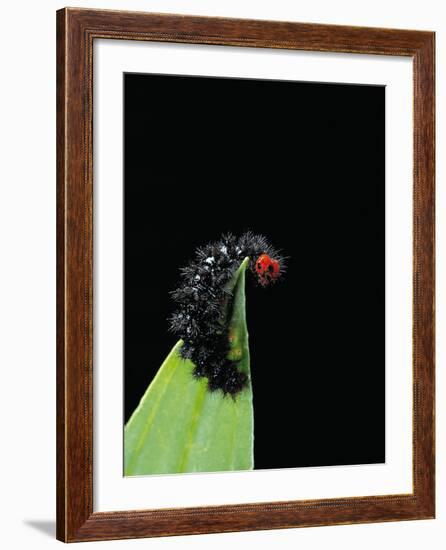 Melitaea Cinxia (Glanville Fritillary) - Black Spiny Caterpillar-Paul Starosta-Framed Photographic Print