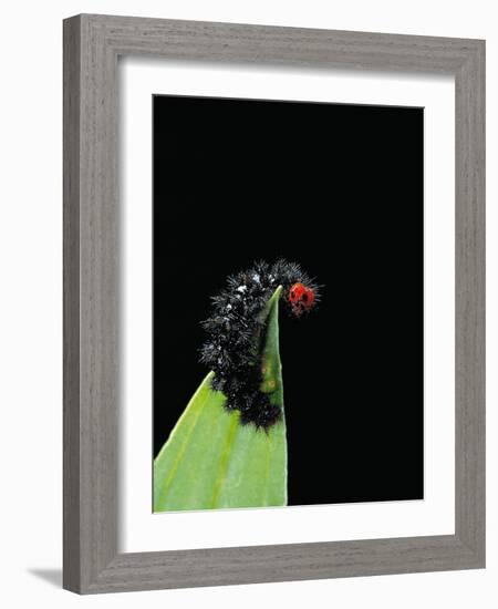 Melitaea Cinxia (Glanville Fritillary) - Black Spiny Caterpillar-Paul Starosta-Framed Photographic Print