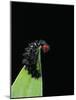 Melitaea Cinxia (Glanville Fritillary) - Black Spiny Caterpillar-Paul Starosta-Mounted Photographic Print