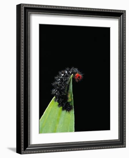 Melitaea Cinxia (Glanville Fritillary) - Black Spiny Caterpillar-Paul Starosta-Framed Photographic Print