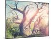 Photographic Print
