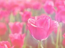 Pink Tulips-melking-Photographic Print