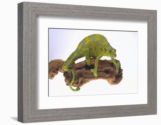 Meller's Chameleon-DLILLC-Framed Photographic Print