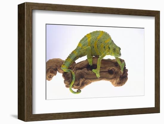 Meller's Chameleon-DLILLC-Framed Photographic Print