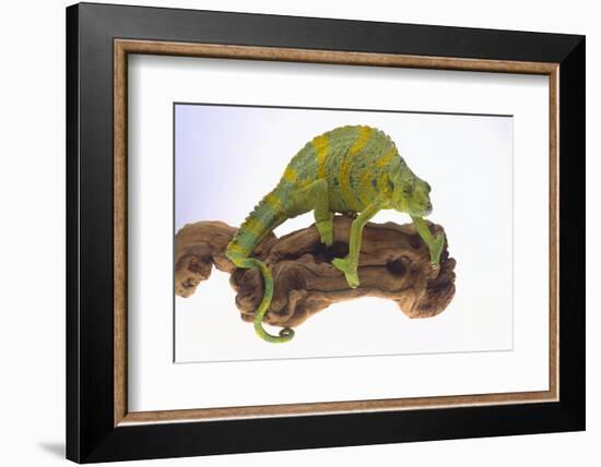 Meller's Chameleon-DLILLC-Framed Photographic Print