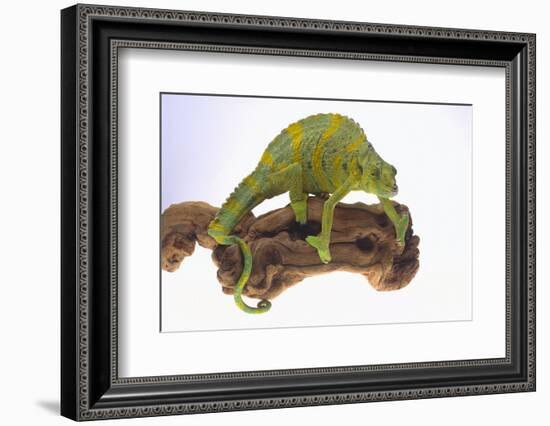 Meller's Chameleon-DLILLC-Framed Photographic Print