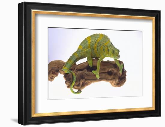 Meller's Chameleon-DLILLC-Framed Photographic Print