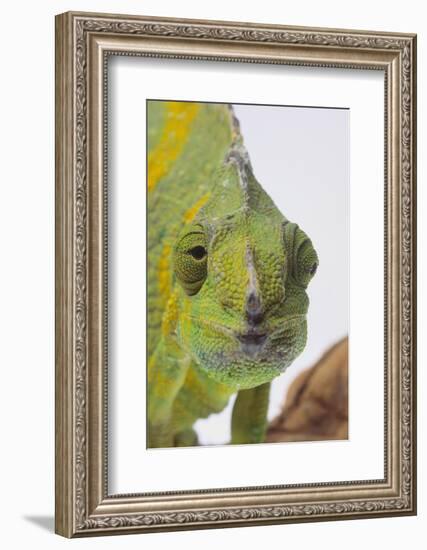 Meller's Chameleon-DLILLC-Framed Photographic Print