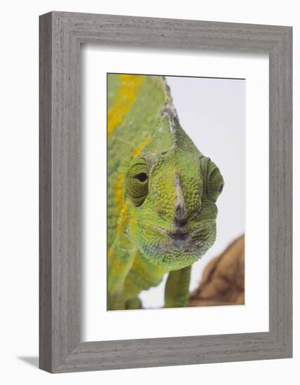 Meller's Chameleon-DLILLC-Framed Photographic Print