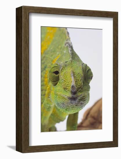 Meller's Chameleon-DLILLC-Framed Photographic Print